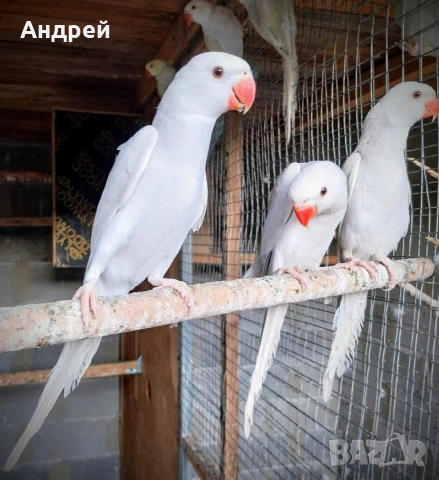 Малки Александри 