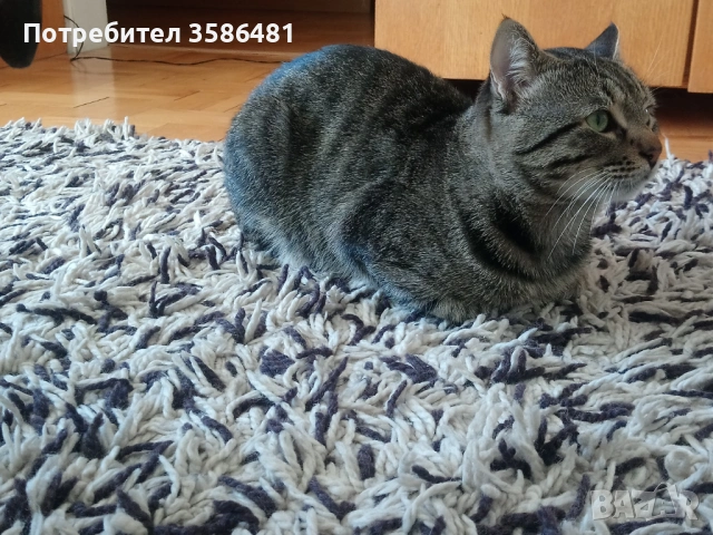 Продавам килим-чиста вълна, снимка 2 - Килими - 54121977