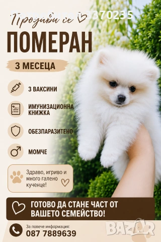 🐶 Продава се померанче 🐶