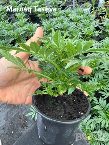 Тагетис , снимка 5 - Други стоки за дома - 54329501