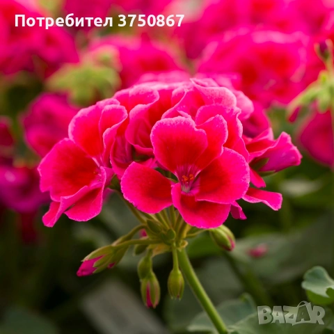 🩷🌿🌸 Мушкато Calliope® M Red Splash