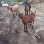 продавам 10 овце овен 3кози, снимка 6