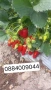 Разсад малини и ягоди , снимка 3