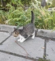 Котета търсят дом, снимка 17