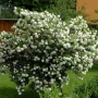 Калина, Картоп, Viburnum opulus ‘Roseum’, снимка 2