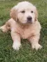 Golden retriever /puppies , снимка 1