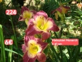 Хамерокалиси за продажба Зимоустойчиви Обява 3, снимка 7