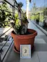 Продавам палма Юка / Yucca, 15 годишна, 1.2 м. височина, 5 стъбла, саксия Ф 45, снимка 4