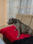 American bully standart, снимка 1