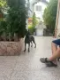 Женска Белгийска овчарка пред разгонване, снимка 1