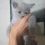 British Shorthair 61 дена, снимка 8