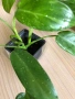 Philodendron Jose Buono , снимка 1
