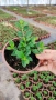 Котонеастър Дамери Мажор, Cotoneaster Dammeri Major, снимка 9
