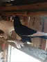Продавам гълъби демкежи, снимка 10