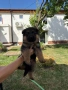 Немска овчарка !, снимка 5