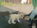 Подарявам котенца , снимка 4