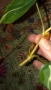 Резник philodendron Rio , снимка 3