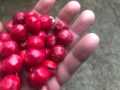 стар комплект колие и гривна - естествени корали, снимка 7