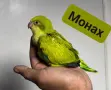 Папагал Монах -ръчно хранени, снимка 1