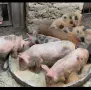 Продавам прасенца , снимка 2