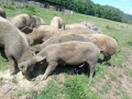продавам заплодени прасета майки, снимка 2