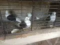 Продавам гълъби, снимка 11