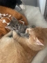 Котенце , снимка 7