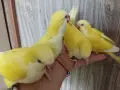 Бебета папагали монах, снимка 1