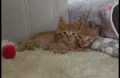Kотенца смесена порода Мейн Кун – Отворени за резервация! , снимка 14