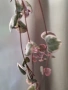 Церопегия Ууди варигата /Ceropegia woodii Variegata, снимка 2