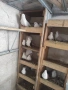 Продавам гълъби, снимка 7