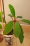 Пасифлора, Маракуя, Passiflora edulis, 2 бр. растения за 3 евро + бонус !, снимка 4
