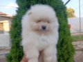 Померан/Померани , снимка 3