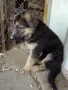 Малки немски овчарки., снимка 8