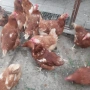 Кокошки носачки, снимка 2