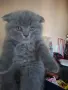 Шотландски котенца , снимка 6