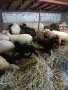 Продавам овце Плевенска Черноглава, снимка 1