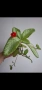 Еписцея, episcia silver sheen, снимка 3