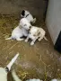 Чистокръвни Лагото Романьоло, снимка 4