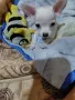 продавам мини чихупинчери, снимка 2