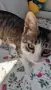 Добри котета,търсят дом.София, снимка 3