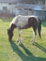 Продавам женско конче на година и десет месеца , снимка 3
