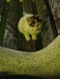 Подараваме малко коте, снимка 2