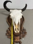 Трофей от бизон с дърворезбована поставка, снимка 3