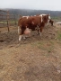 Продавам четири крави и четири телета,, снимка 3