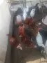 Млади кокошки предпронасяне, снимка 4