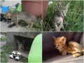 Очарователни и социализирани котета търсят любящи домове!, снимка 2