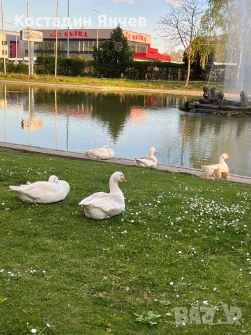 Интелигентен контролер за радиатор Fritz, снимка 2 - Радиатори - 54151759