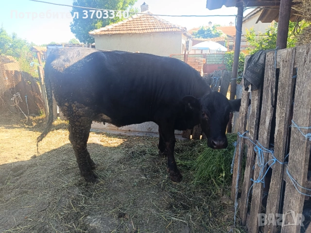 Продавам теле, снимка 2 - Крави - 54685531