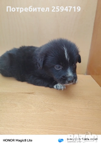 Продавам кученца пинчер, снимка 3 - Пинчер - 54286814